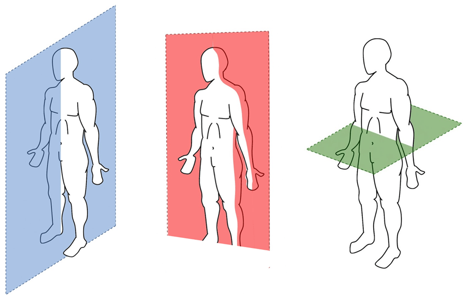 Explorando O Plano Sagital Movimento E Anatomia